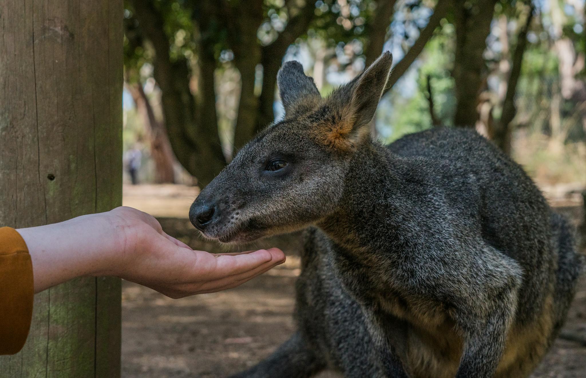 A close-up of a wallaby gently feeding from a human hand in a natural Australian setting.