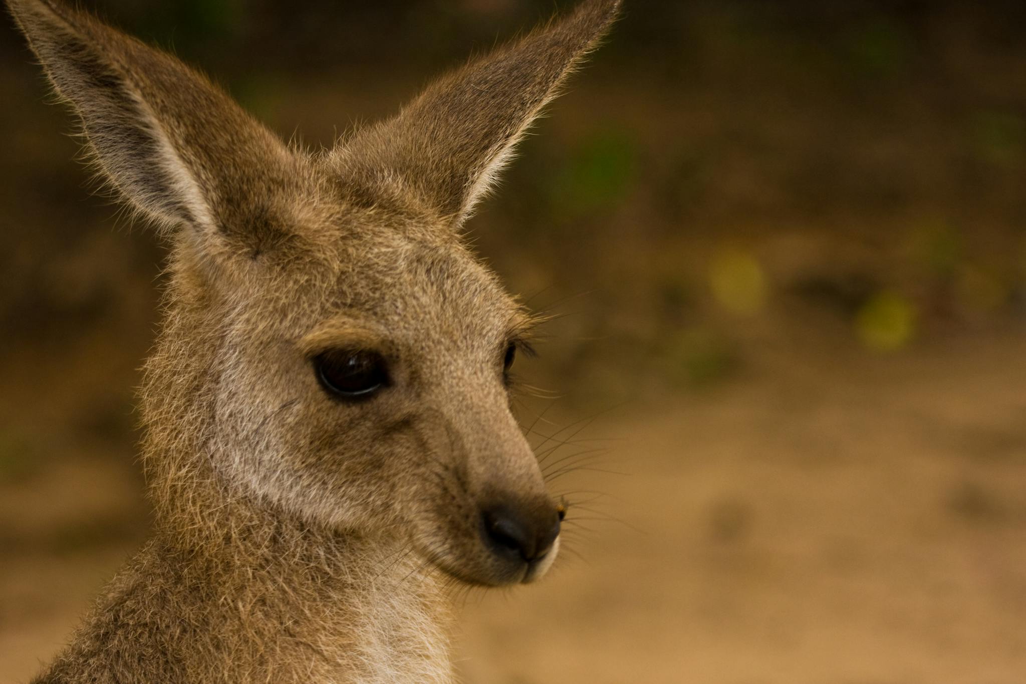 A close-up of an Eastern Grey Kangaroo (Macropus giganteus) in its natural Australian habitat.