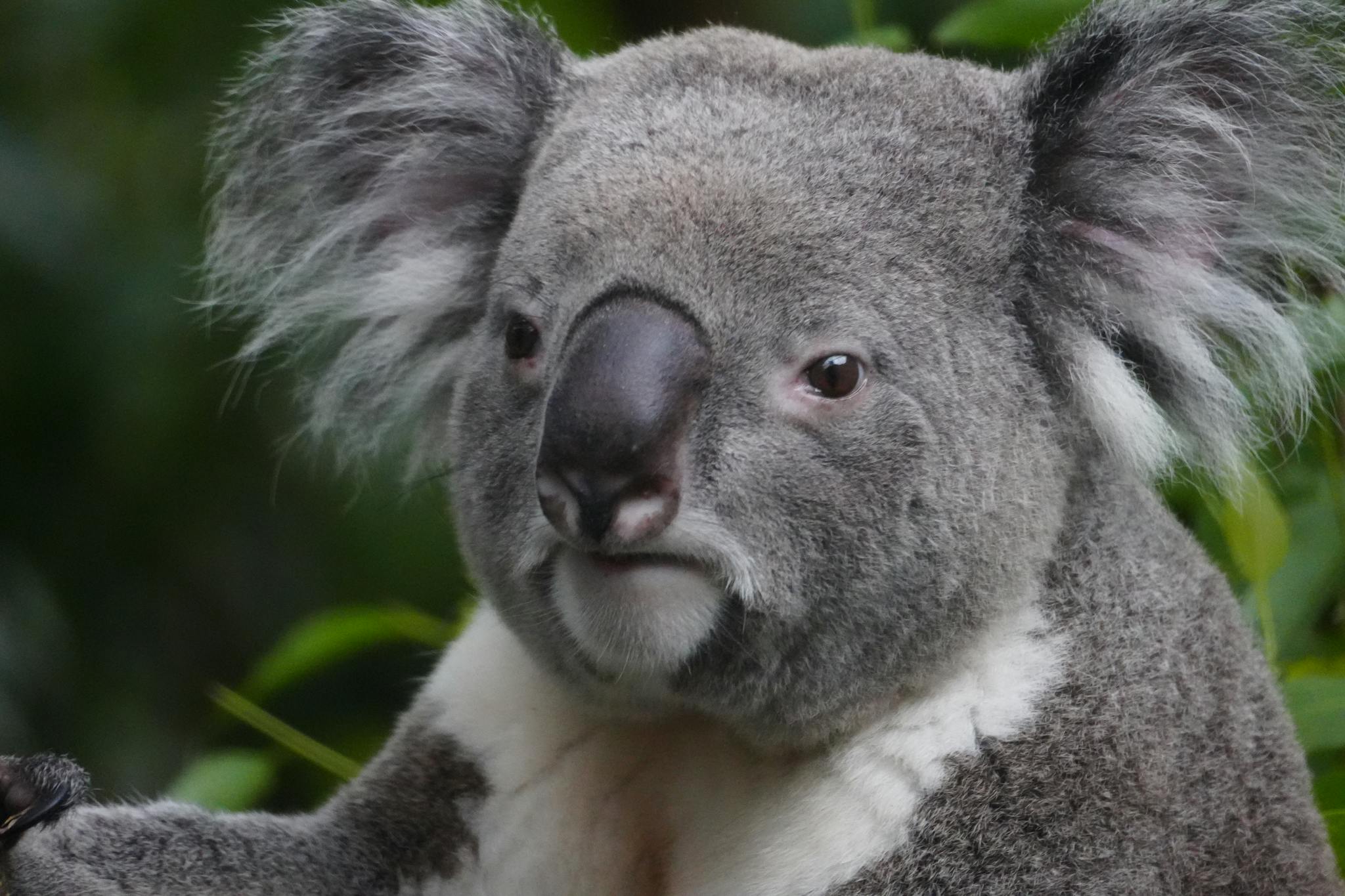 A close-up photograph of a koala against lush green foliage, showcasing its distinctive features.